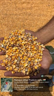 Damaged Stock of Maize